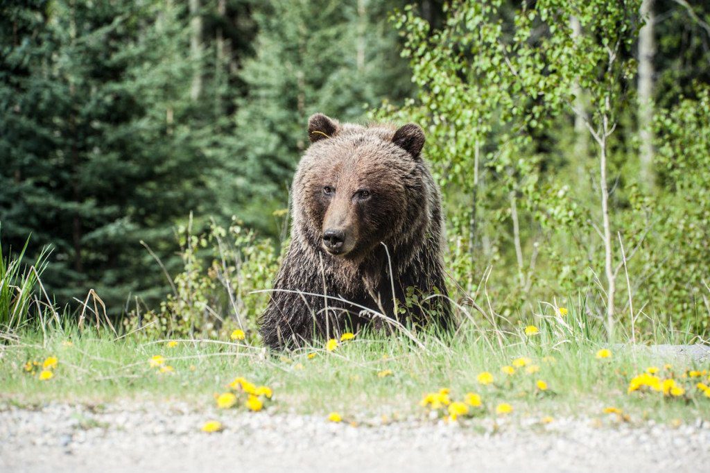 Grizzly Bear